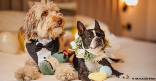 Pet-friendly hotel experience at Kimpton Hotel Eventi